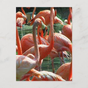 Pink Flamingo group, lots of flamingoes picture! Postcard
