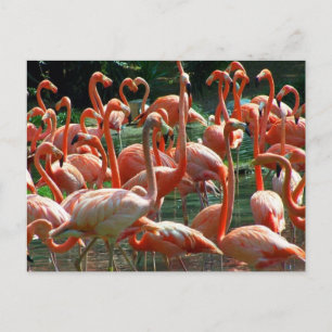 Pink Flamingo group, lots of flamingoes picture! Postcard