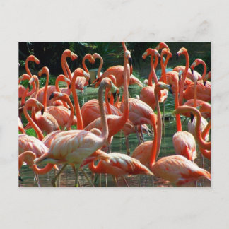 Pink Flamingo group, lots of flamingoes picture! Postcard