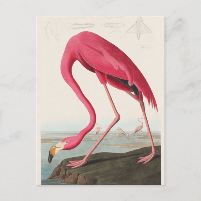 Pink Flamingo illustration Postcard (Front)