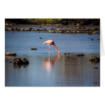 Pink Flamingo in Galapagos Islands