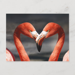 Pink Flamingo Love Postcard