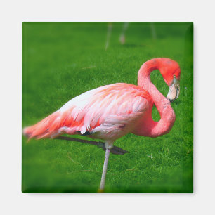 Pink Flamingo Magnet