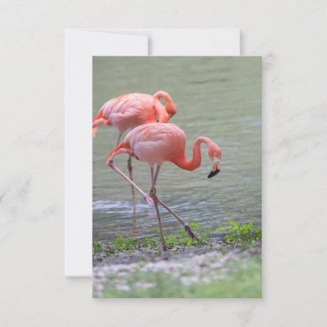 Pink Flamingo Notecard (Front)