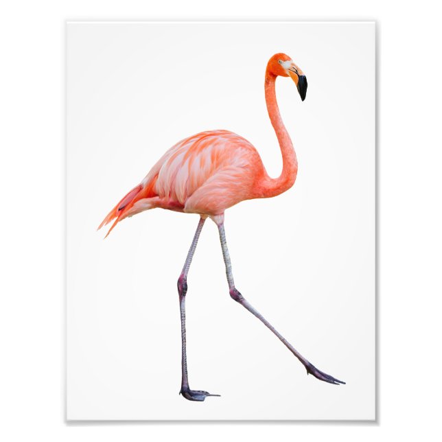 Pink Flamingo Photo Print (Front)