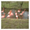 Pink Flamingo Photo