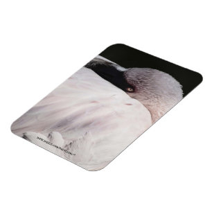 Pink Flamingo Portrait Drawing Effect Art Magnet