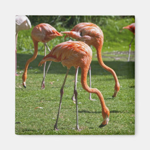 Pink Flamingo Portrait Drawing Effect Art Magnet