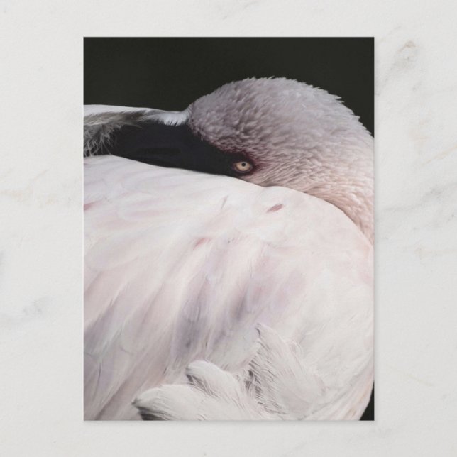 Pink Flamingo Portrait Drawing Effect Art Postcard (Front)