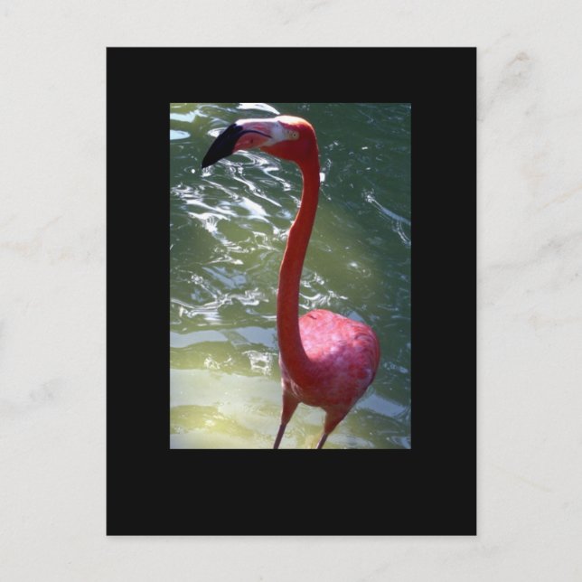 pink flamingo postcard (Front)