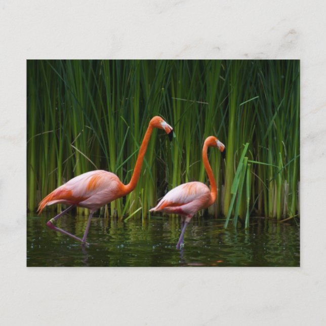 PINK FLAMINGO POSTCARD (Front)