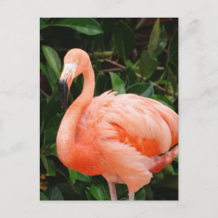 Pink Flamingo Postcard