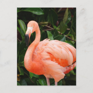 Pink Flamingo Postcard
