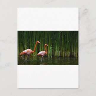 PINK FLAMINGO POSTCARD