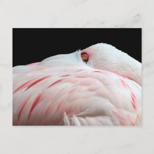 Pink Flamingo Postcard