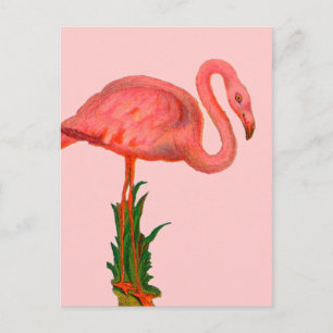 Pink Flamingo Postcard
