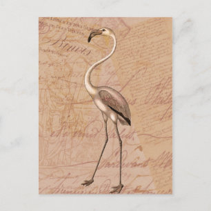 Pink Flamingo Postcard