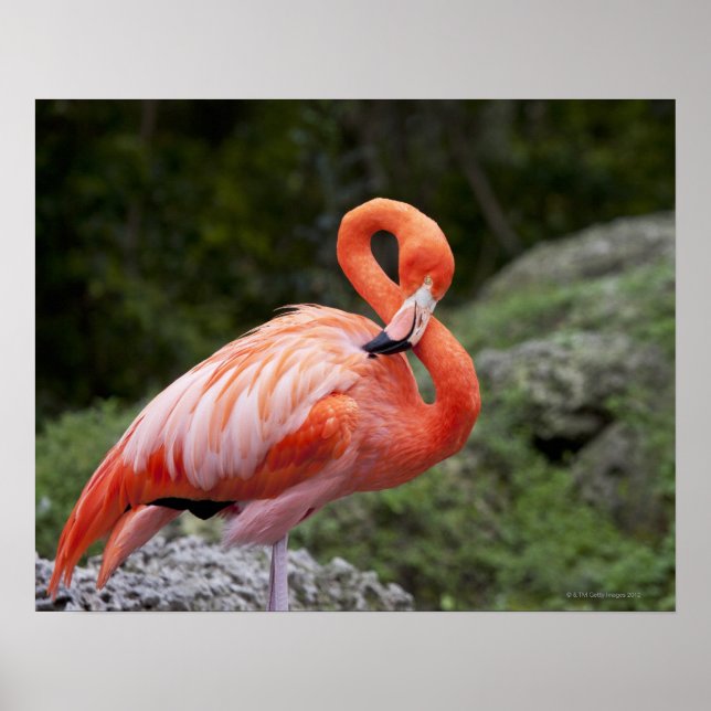 Pink Flamingo Poster (Front)