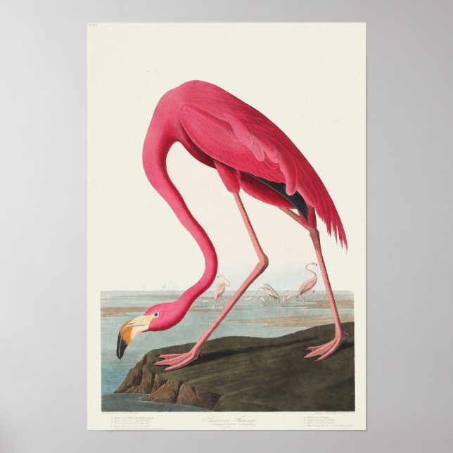 Pink Flamingo Poster (Front)