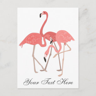 Pink Flamingo Trio Postcard