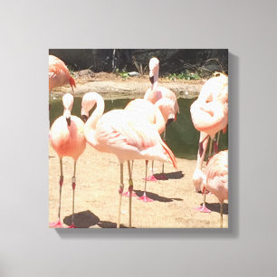 Pink Flamingos Canvas Print