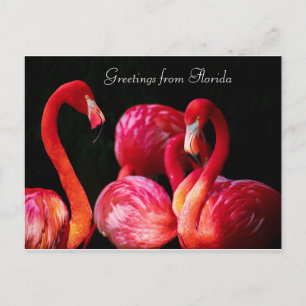 Pink Flamingo's Greetings from Florida , Holiday Postcard