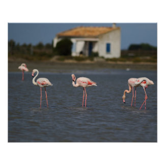 Pink flamingos in Camargue Poster