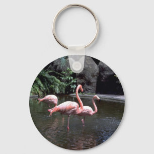 Pink flamingos in pond, St. Petersburg, Florida, U Key Ring