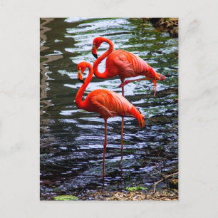 Pink Flamingos in Water Postcard