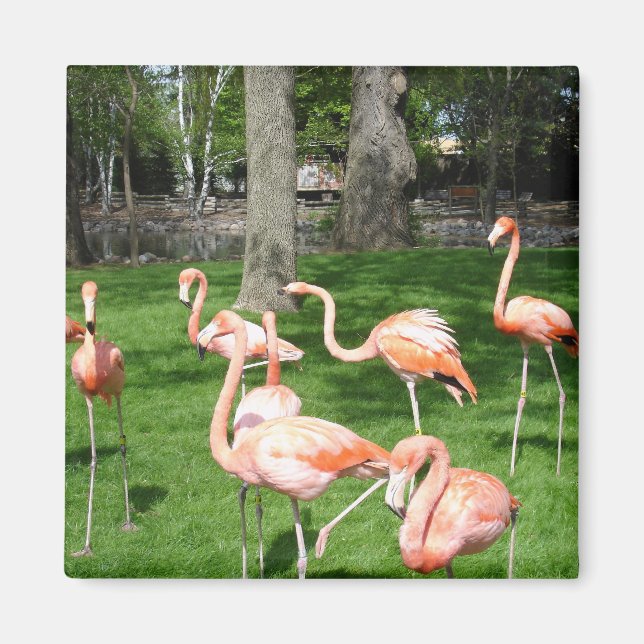 Pink Flamingos Magnet (Front)