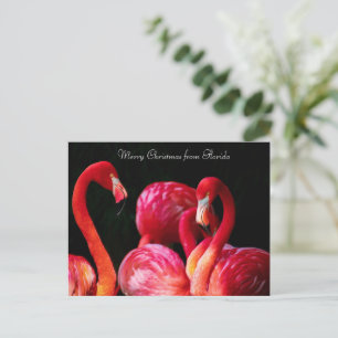 Pink Flamingo's ,Merry Christmas from Florida Holiday Postcard