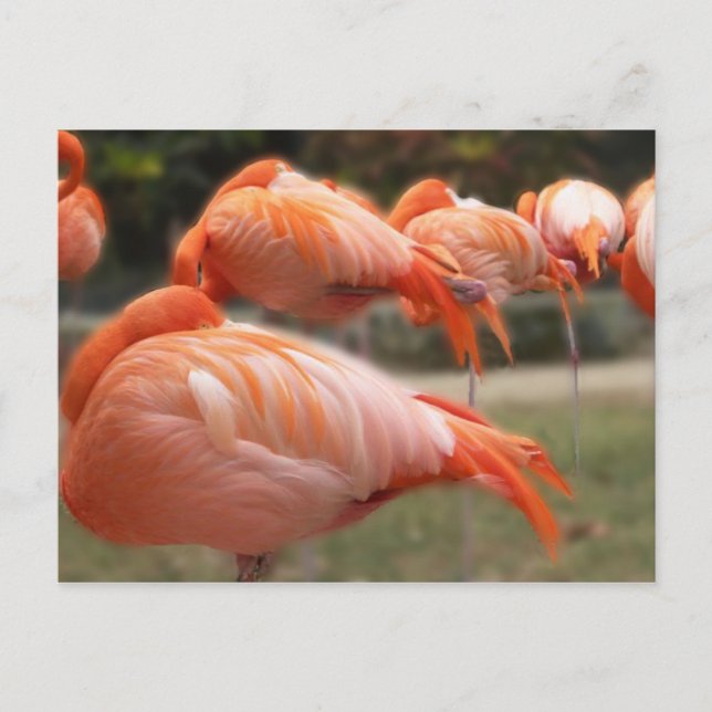 Pink Flamingos    Original Photograph Postcard (Front)