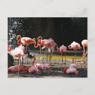 Pink Flamingos Postcard