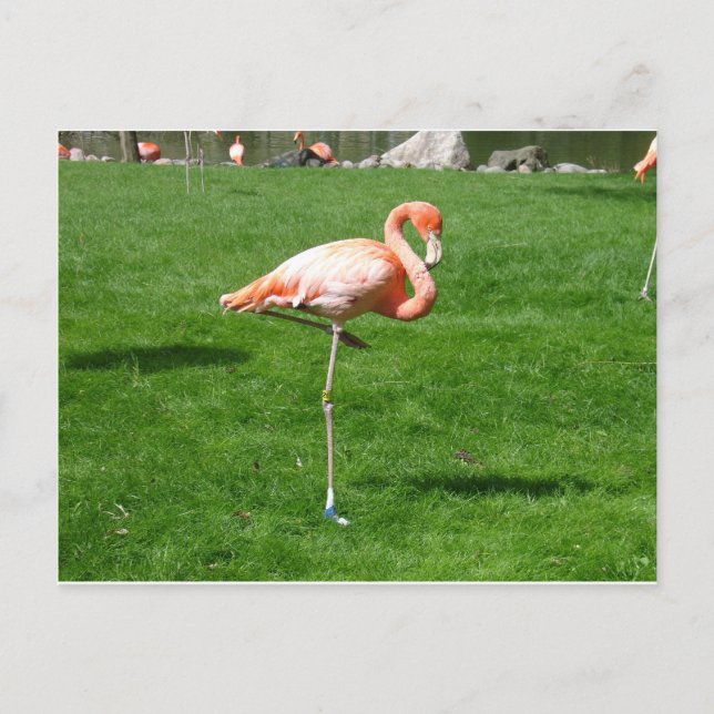 Pink Flamingos Postcard (Front)