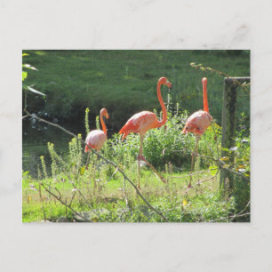 Pink Flamingos Postcard