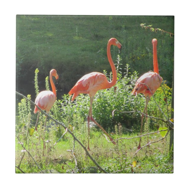 Pink Flamingos Tile (Front)