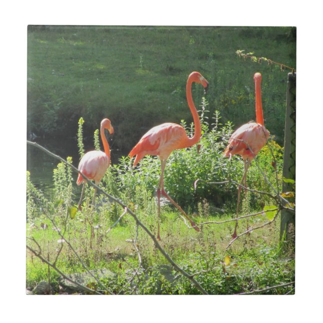 Pink Flamingos Tile (Front)