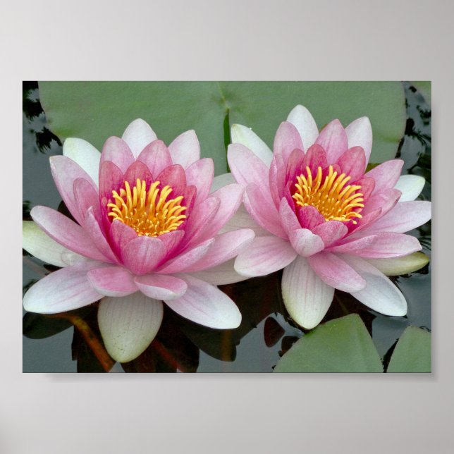 Pink Floating Waterlily Lotus Poster (Front)