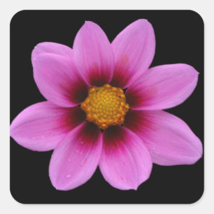Pink Floral Art Square Sticker