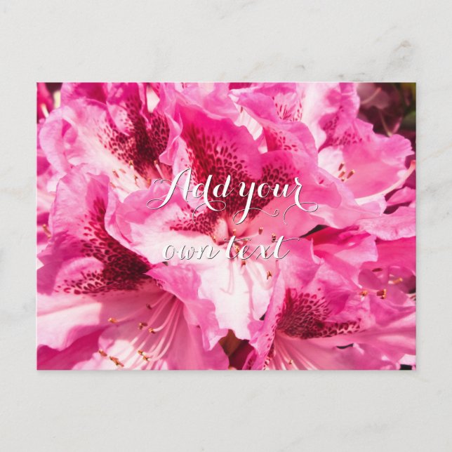 Pink Floral Bliss - Personalized Postcard (Front)