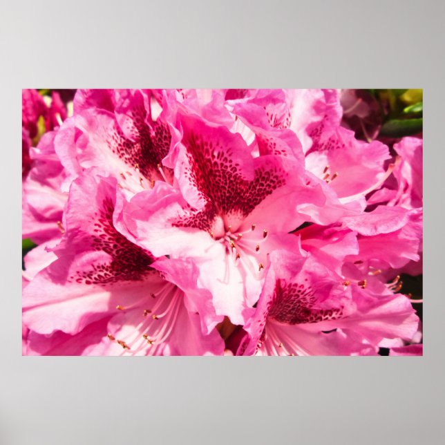 Pink Floral Bliss - Personalized Poster (Front)