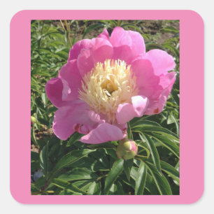 Pink Floral Photography Peony Square Sticker