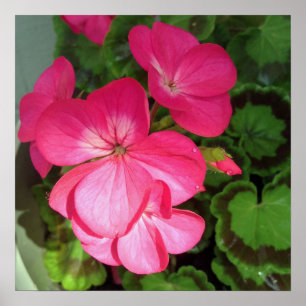 Pink Floral Photography  Poster