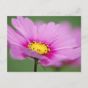 Pink Floral Postcard
