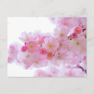 Pink Floral Postcard
