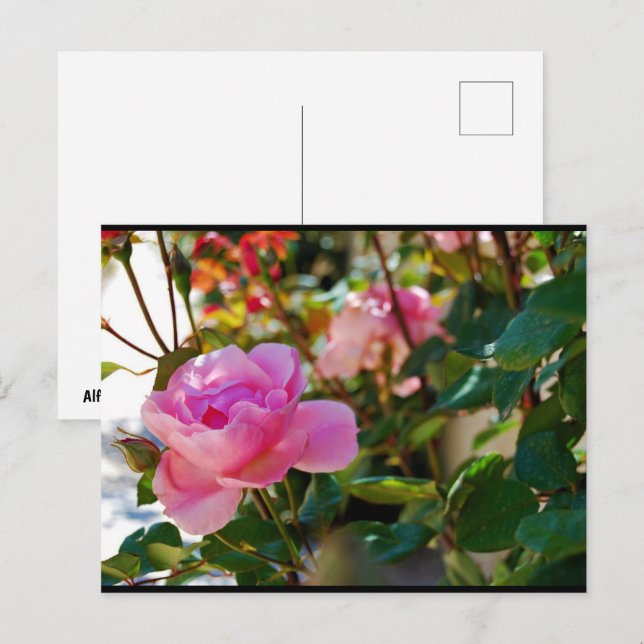 Pink Floral Rose Postcard (Front/Back)