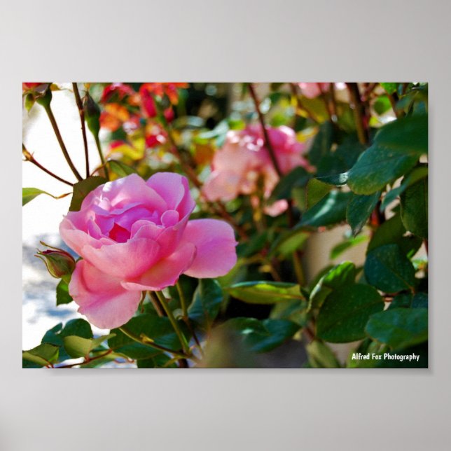Pink Floral Rose Poster (Front)