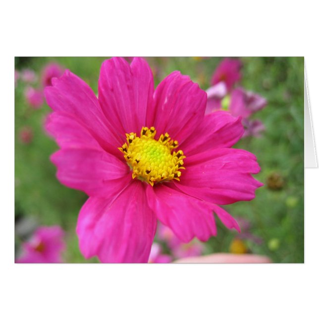 Pink Flower (Front Horizontal)