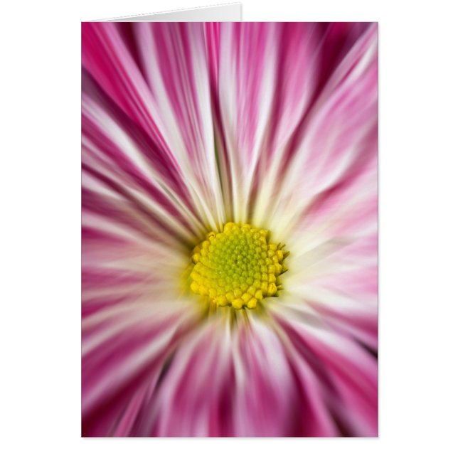 Pink Flower (Front)