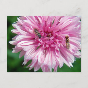 Pink Flower and Bugs Postcard
